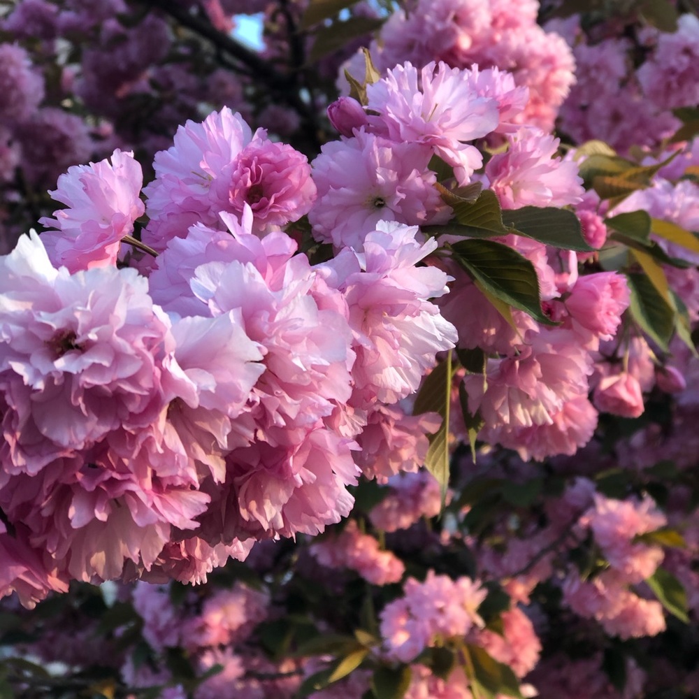 Meet your Posher, Claudine